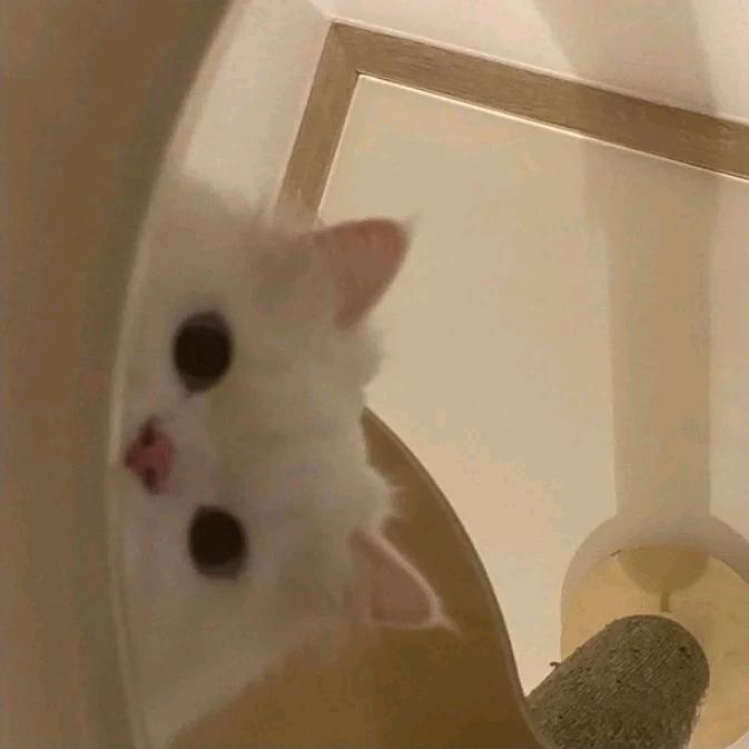 奶盖呆桃.