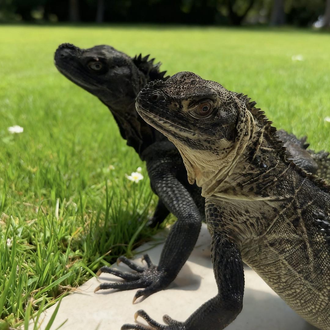 旷野栖息爬宠工作室