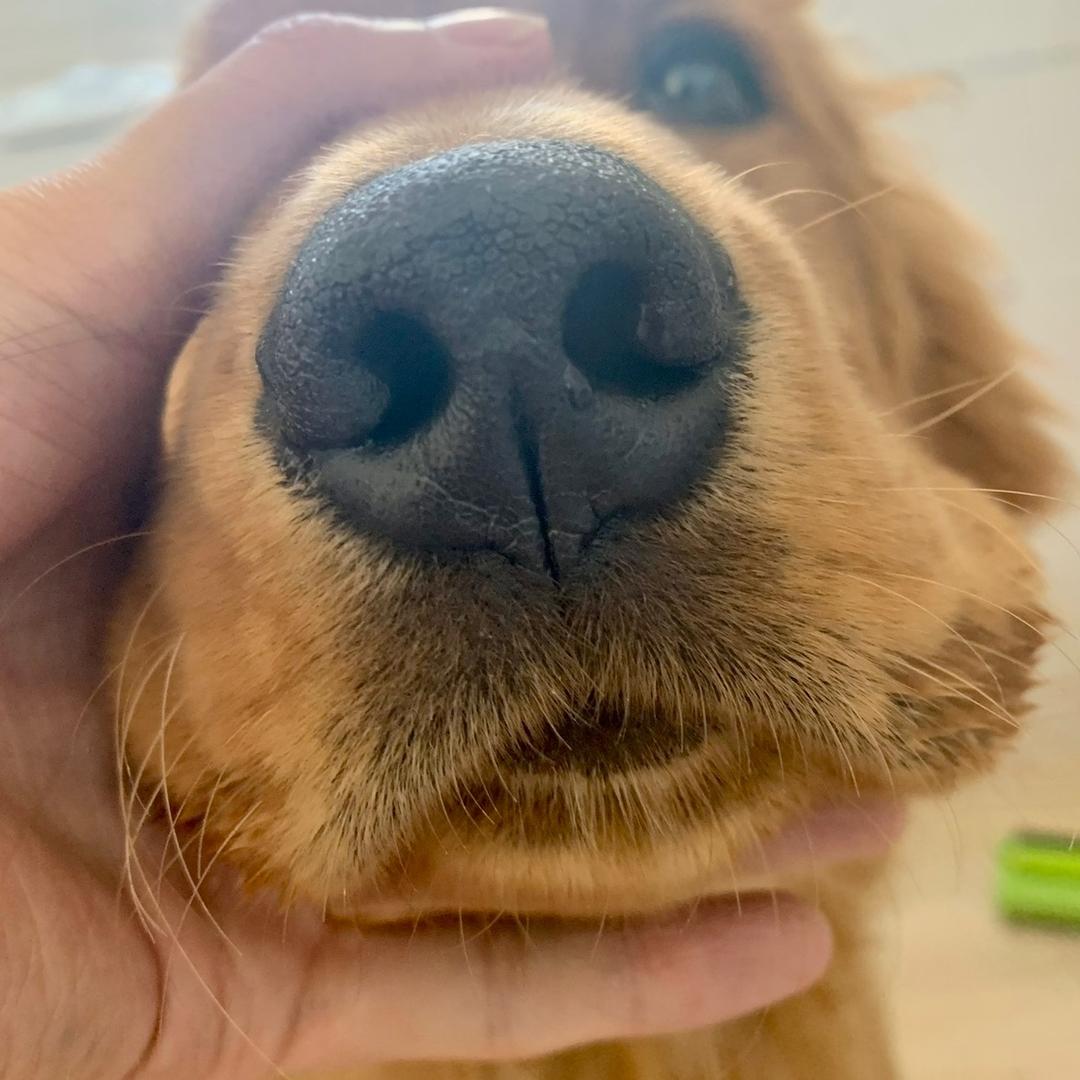 我有虎牙你没有