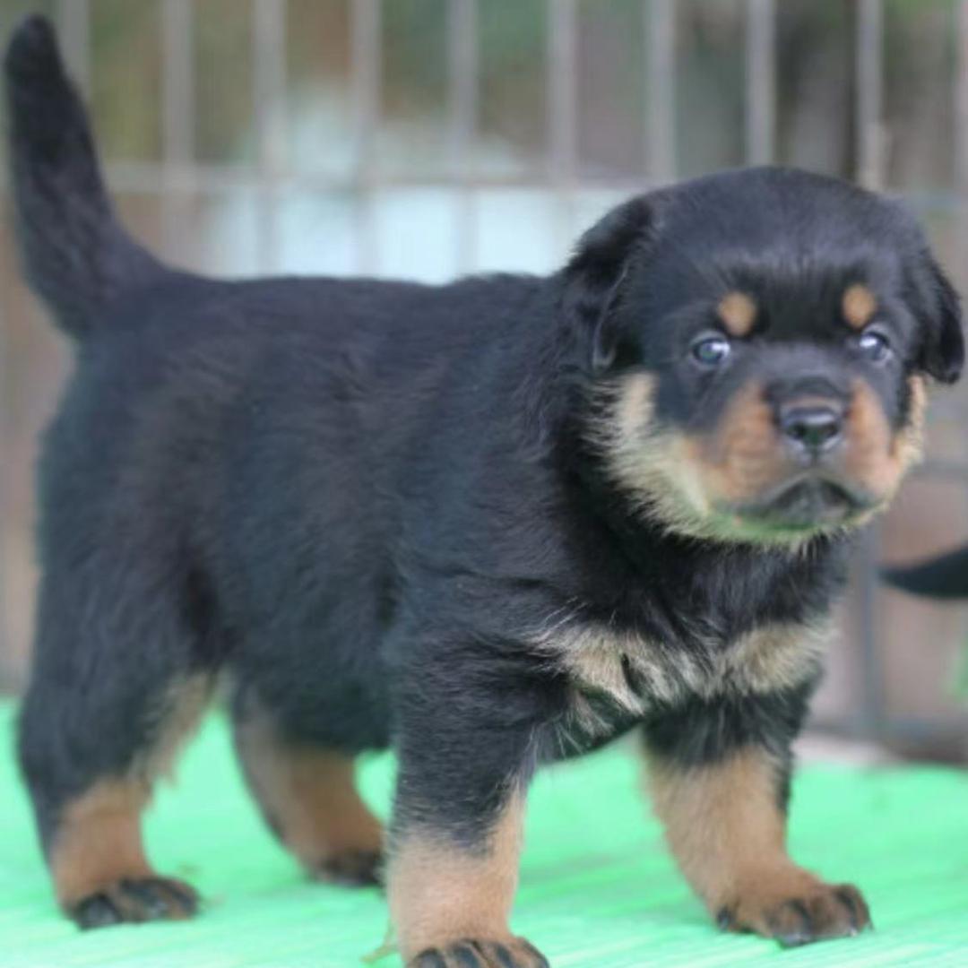 方无心的罗威纳