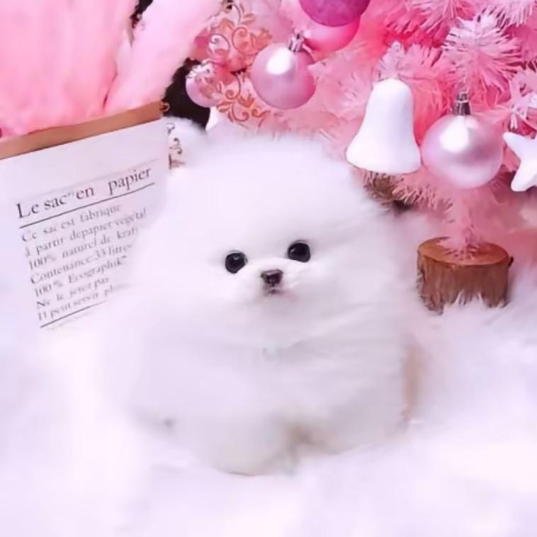 家乐萌宠🐶博美茶杯犬