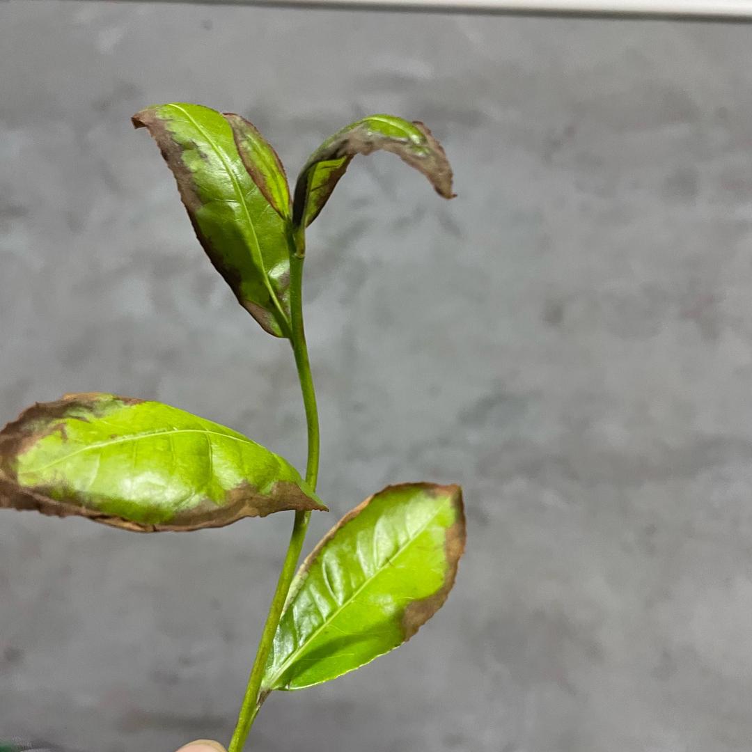 天心听涧岩茶店