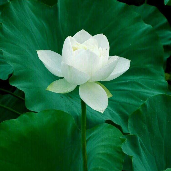 翠花，