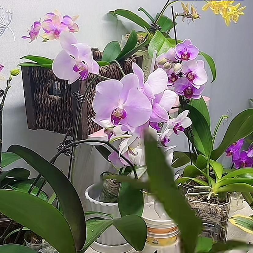 好开心蝴蝶兰