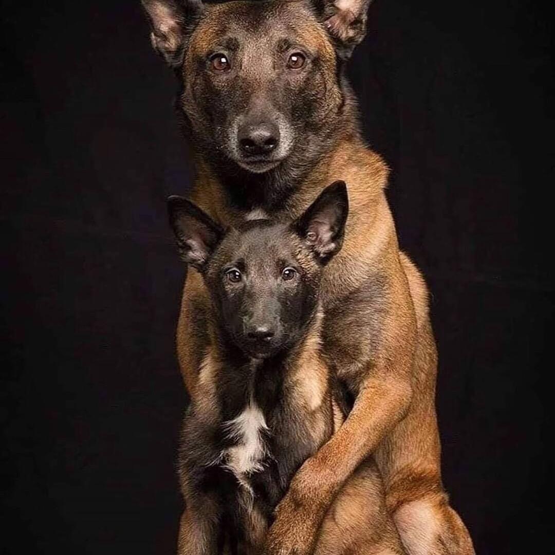 鸿富马犬养殖舍