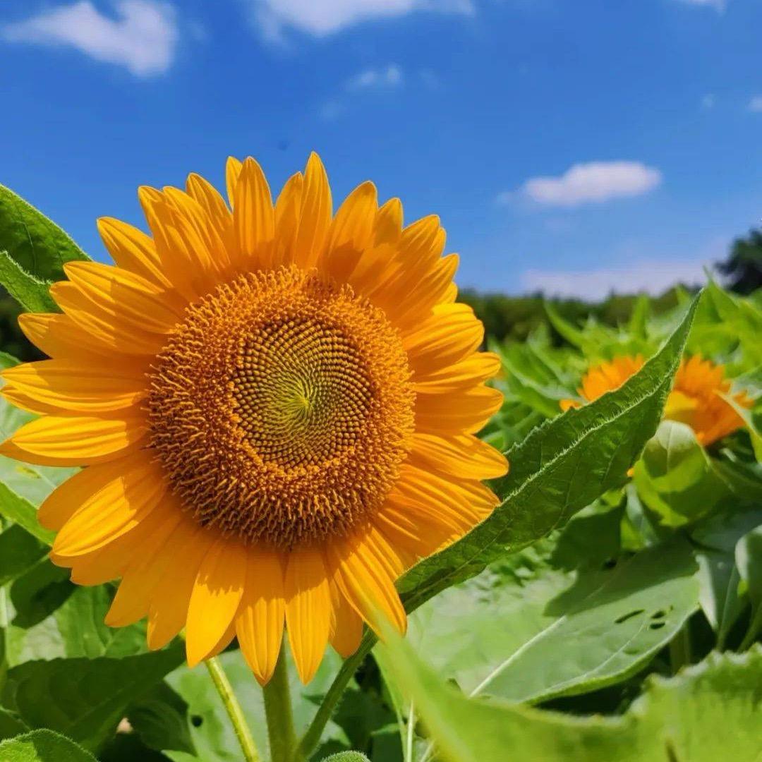 立田🌾説