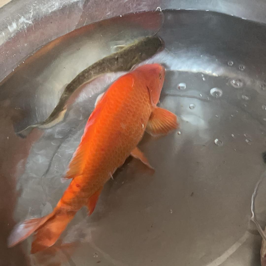 钓鱼鱼情预报