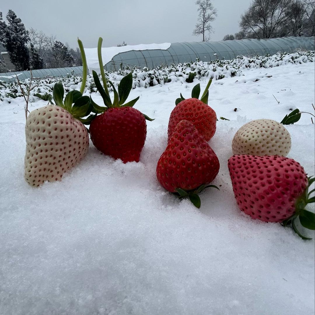 🍓莓好源头🍓