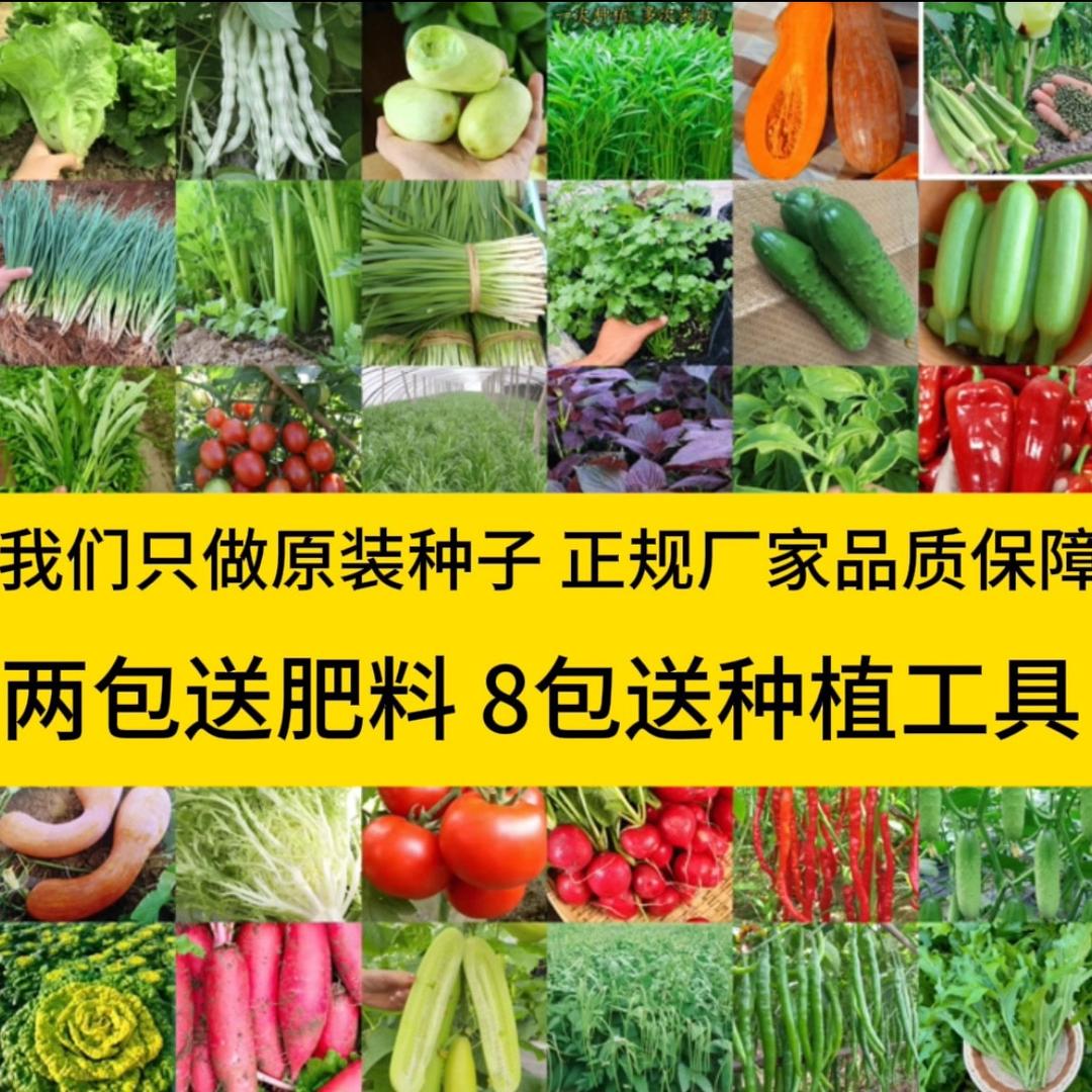 慧丰种苗
