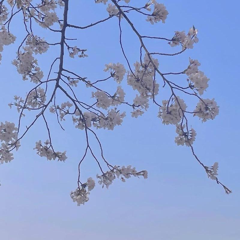 西西