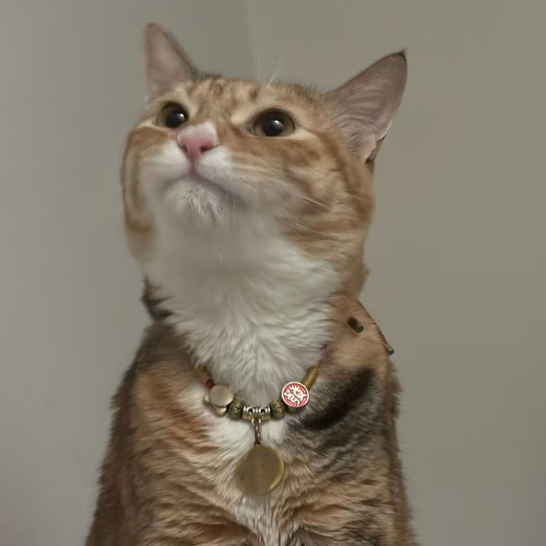 泥蝶
