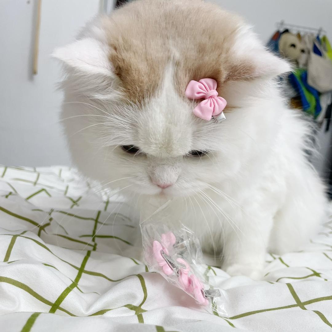 八字刘海哥🐱
