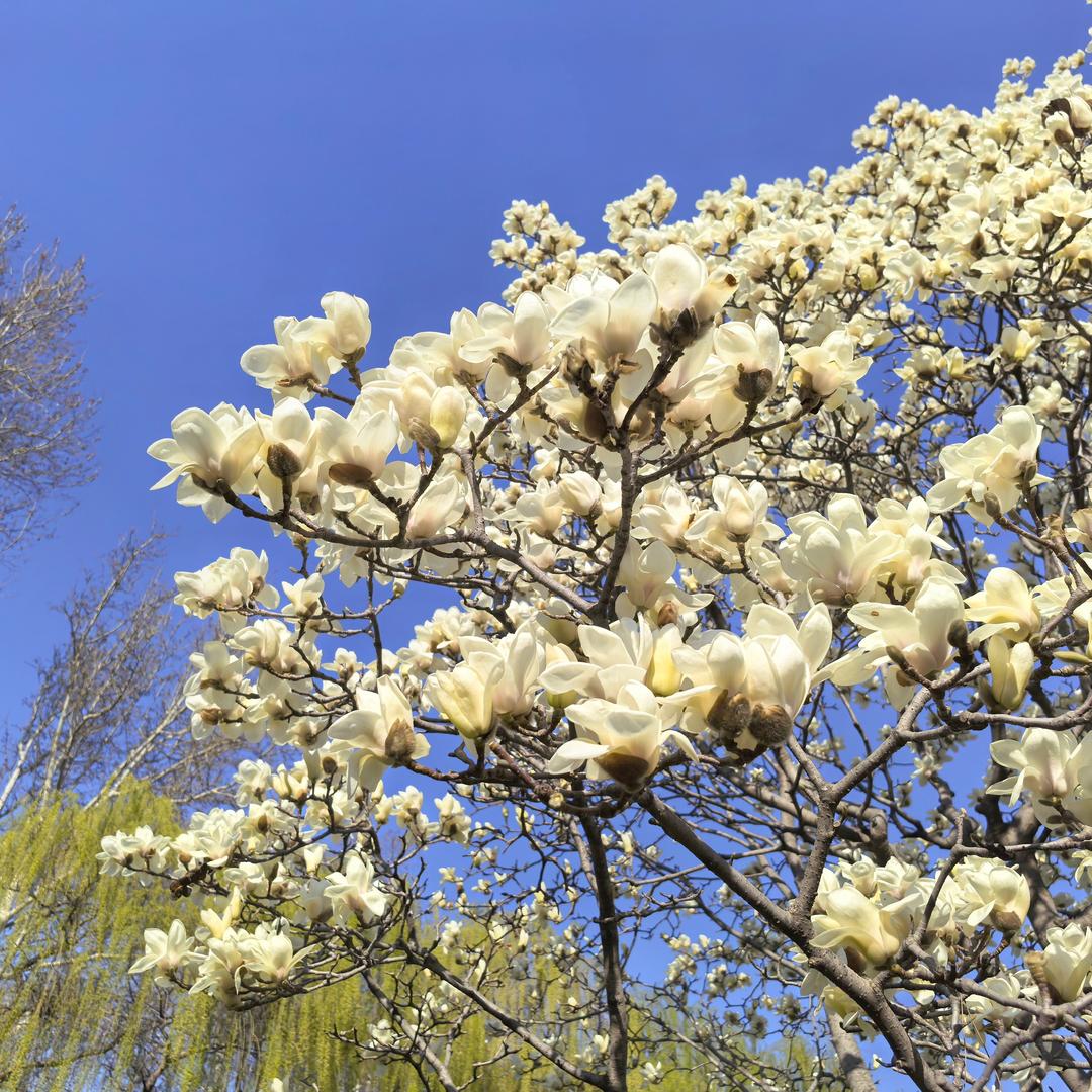 热爱生活的清清