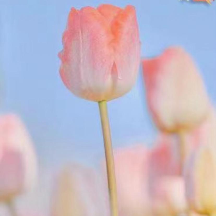 悦悦