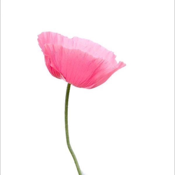 🌸