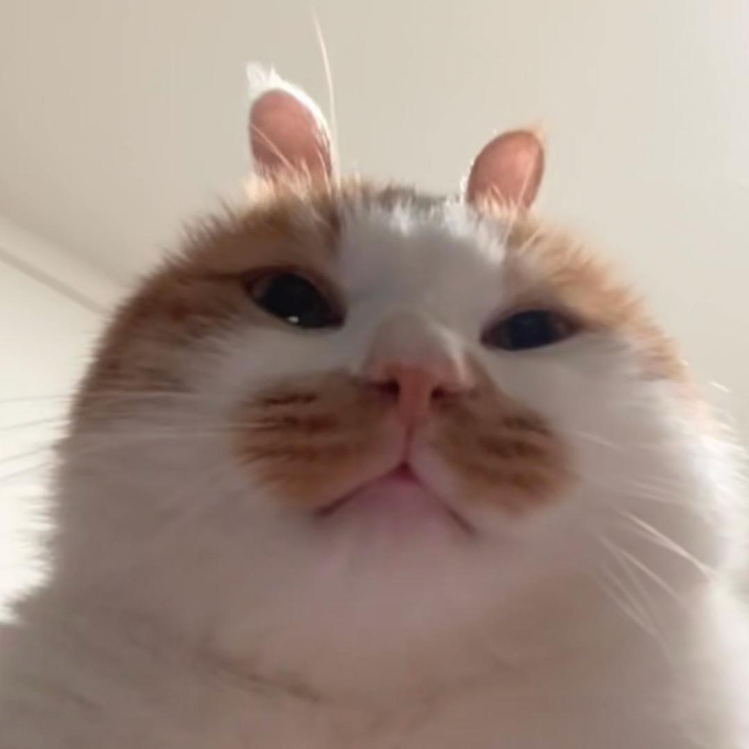 松子仁