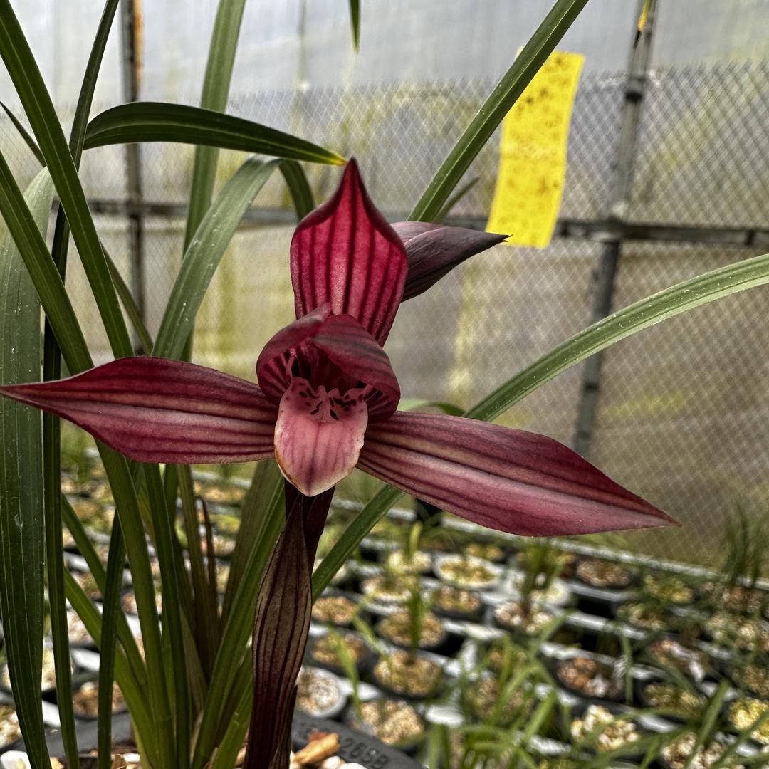 小屠哥的兰花草