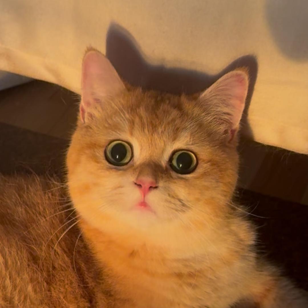 快说谢谢小猫🐾