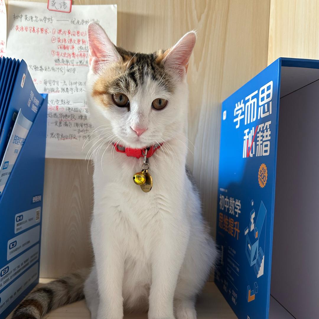 小圆子呀