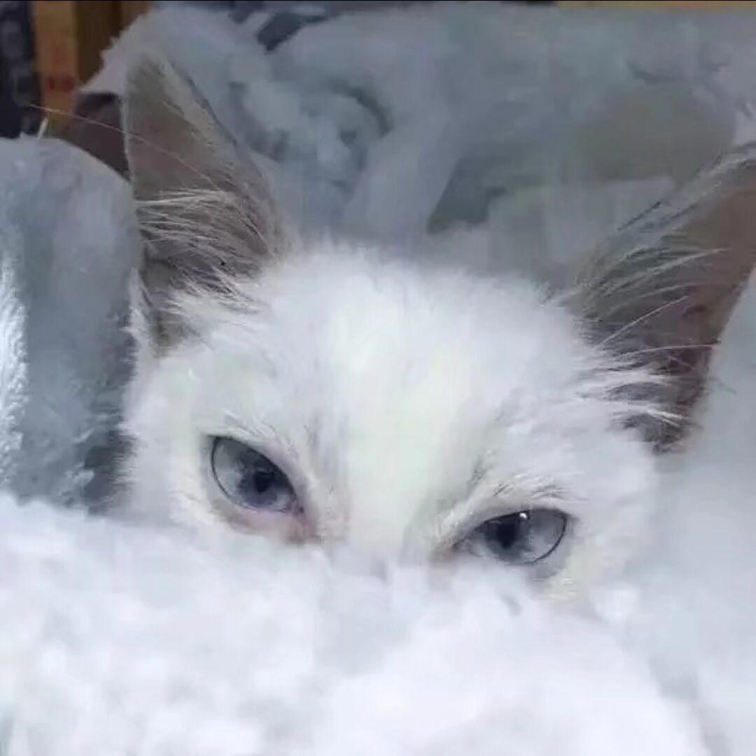松露.