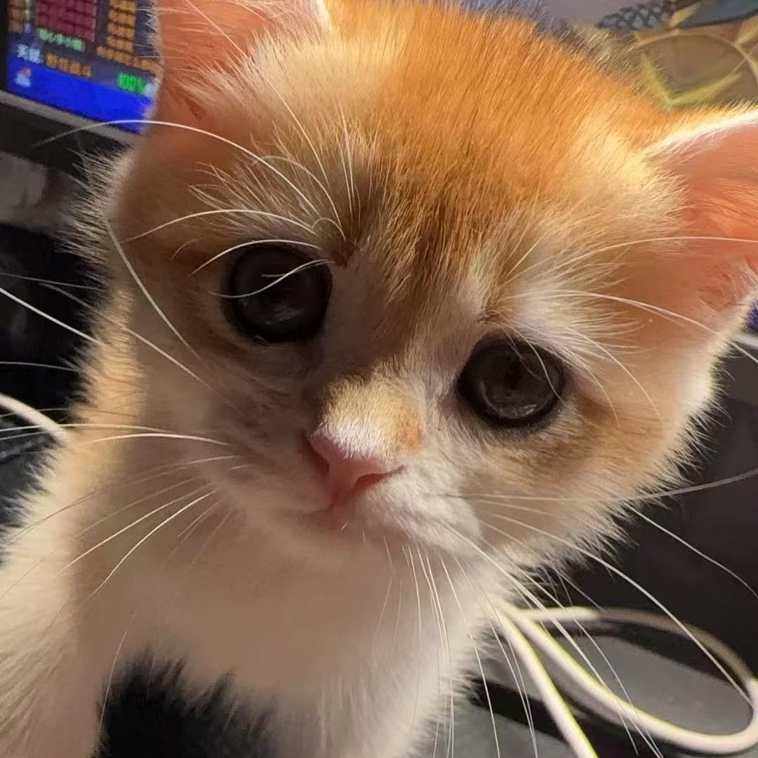 西西杨有十个胃