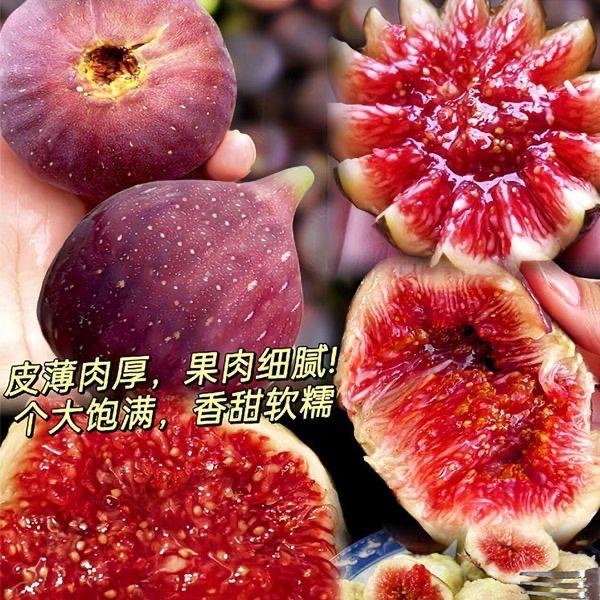 甜果种满园