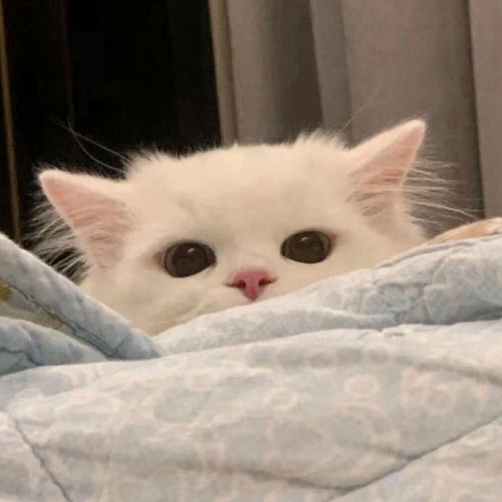 Miiu^