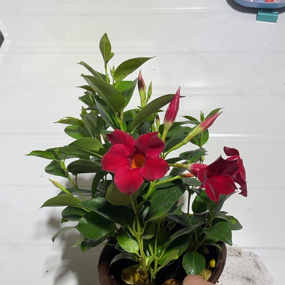 芳芳花卉1店