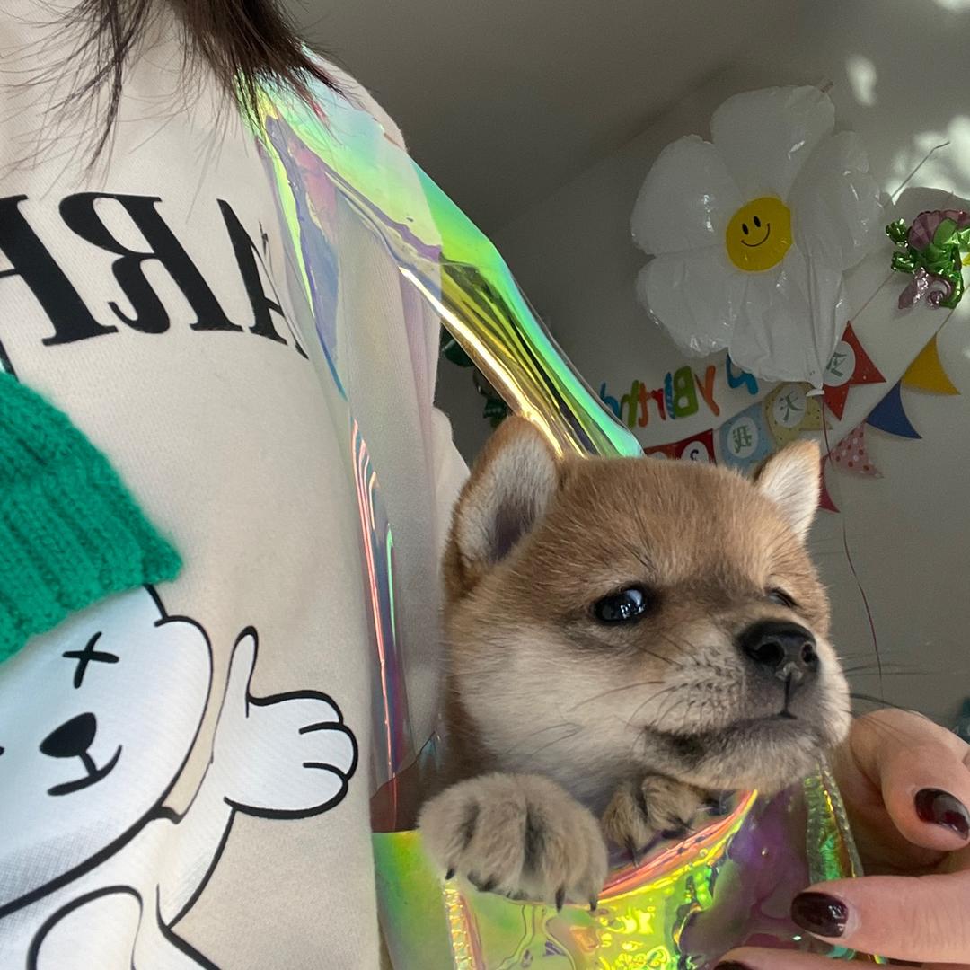 提子