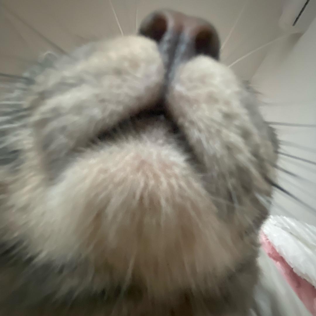 扣了鼻屎抹屁股上