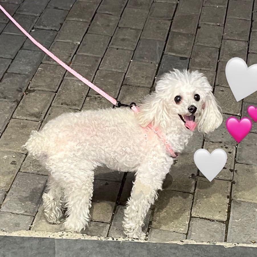 Doggyhuggy
