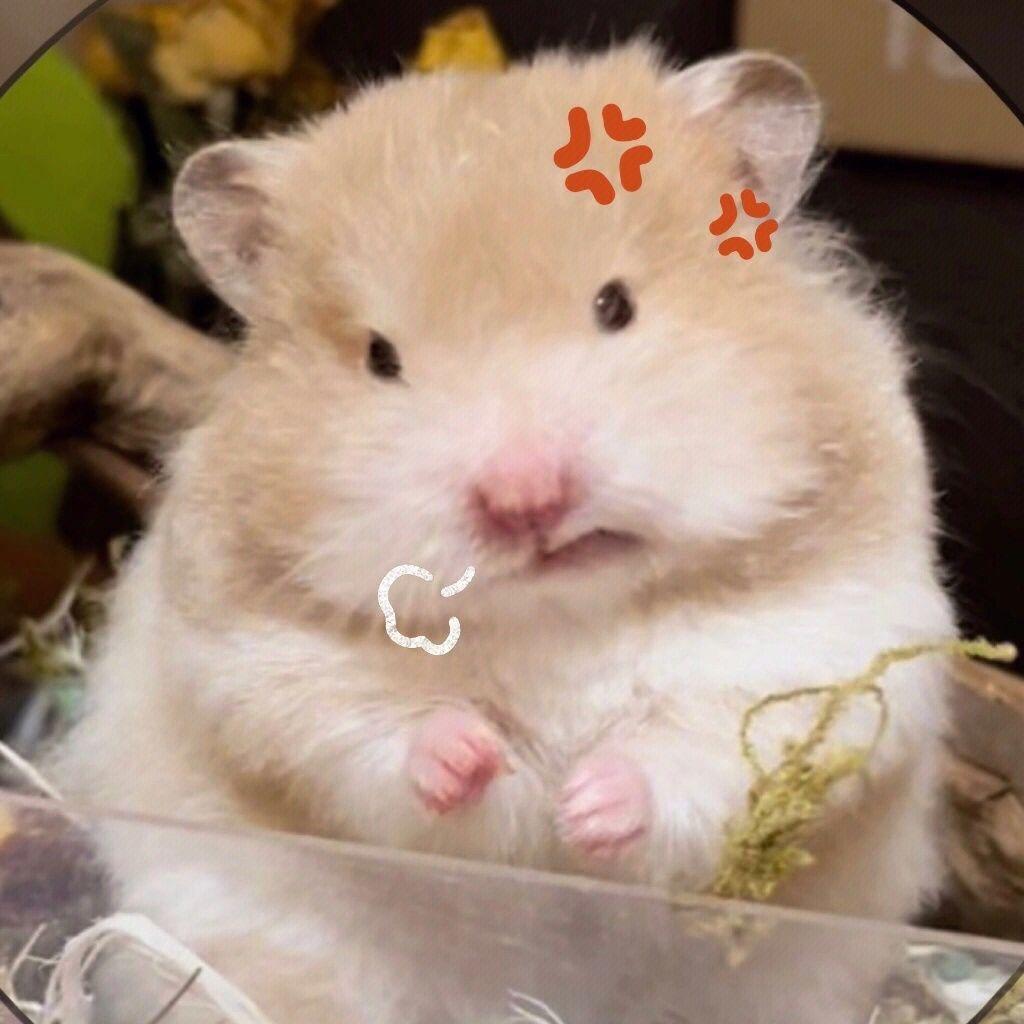 仓鼠酱爱啃西瓜