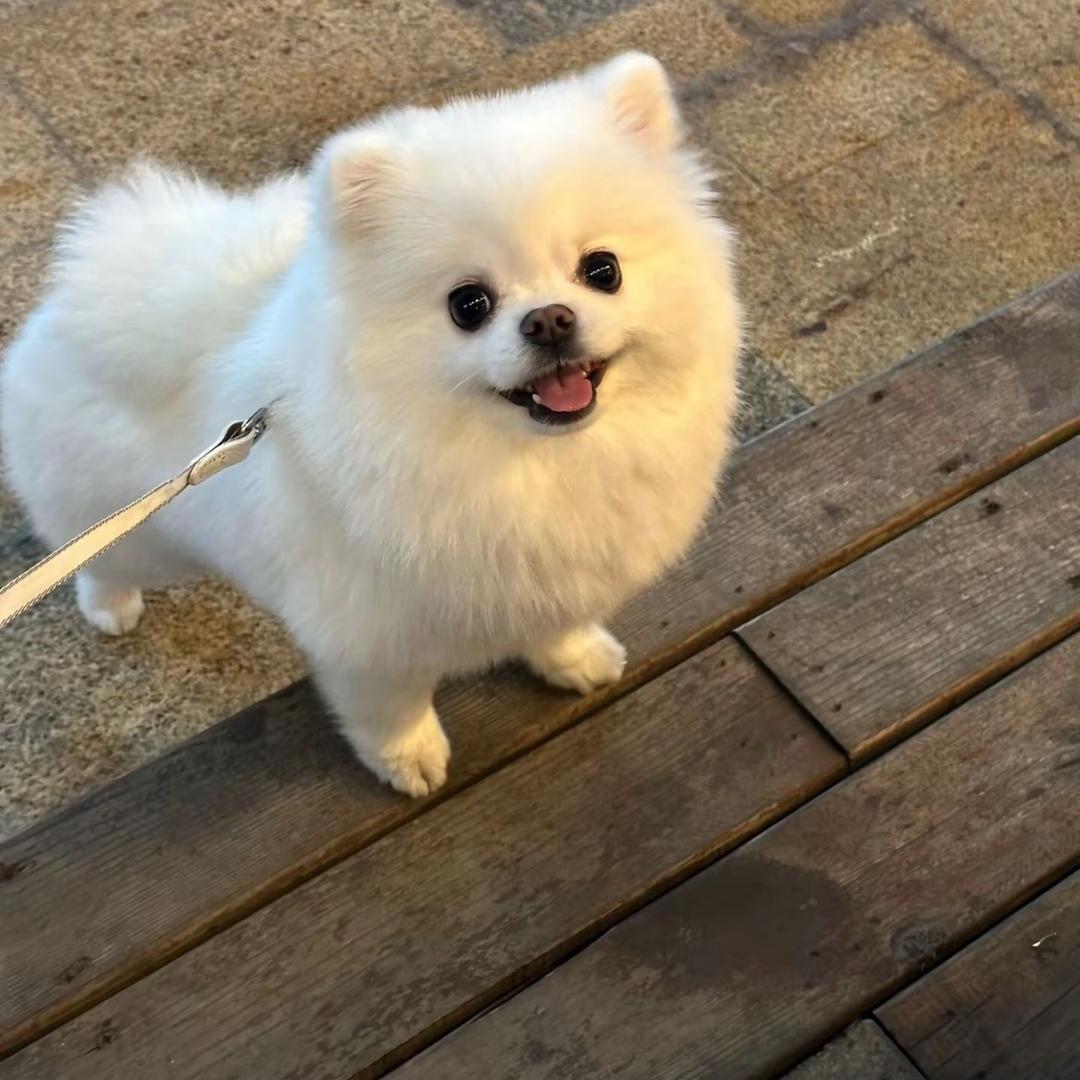 浪漫的小狗
