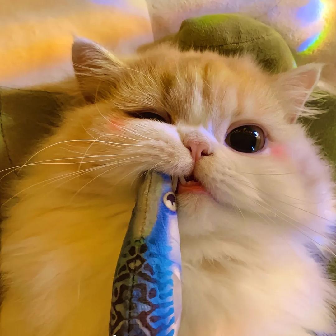 ᓚᘏᗢ小懒猫🥴🥴