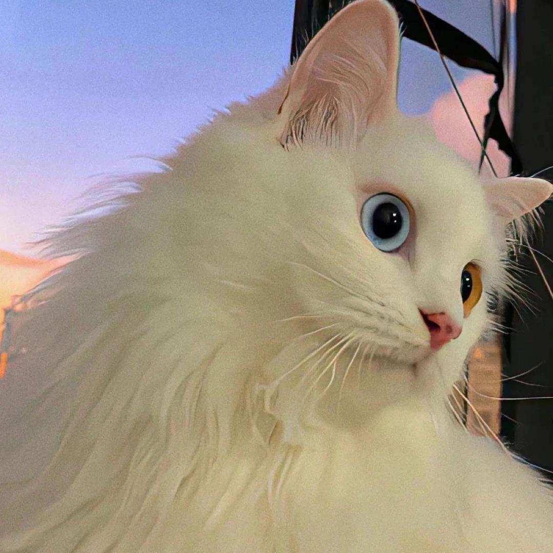 .🤎