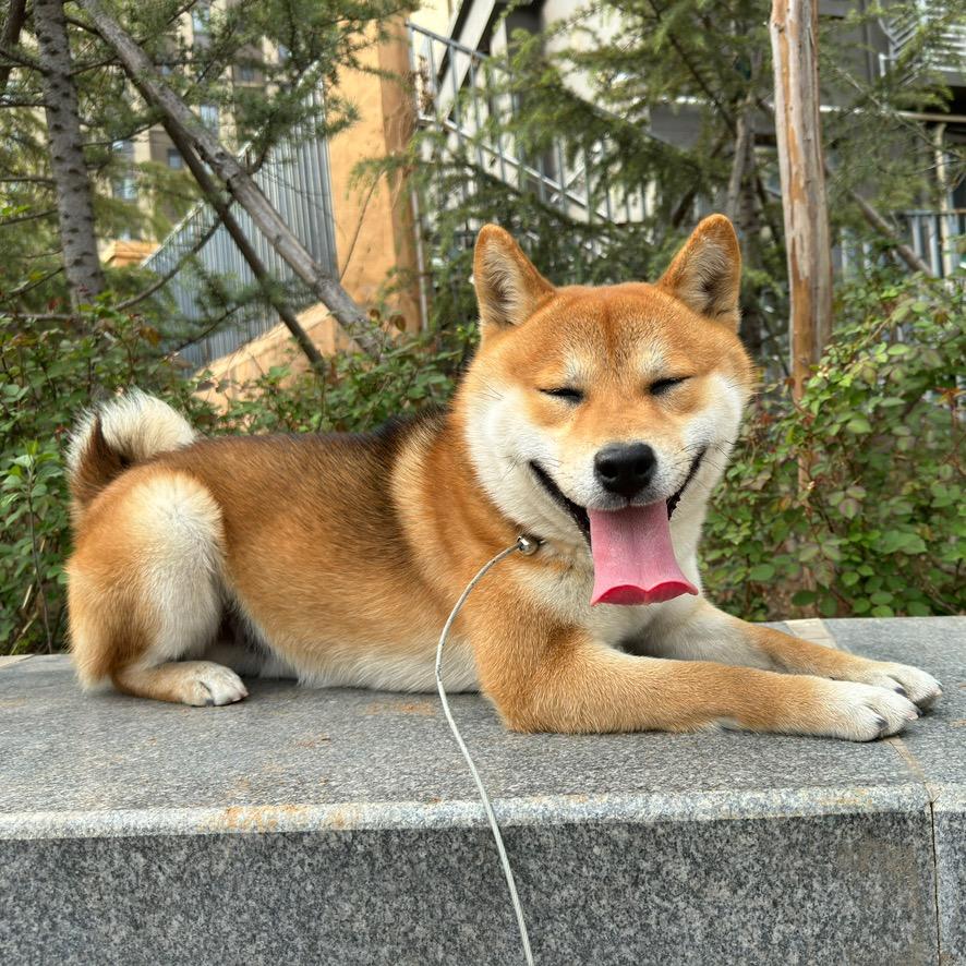 柴犬来福and富贵🐶