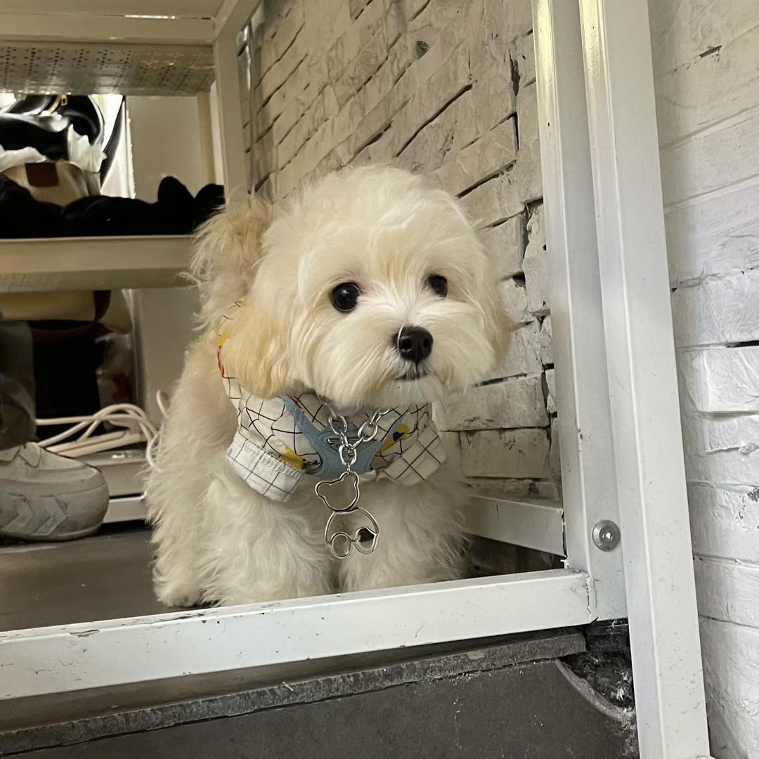 小年家萌宠👻