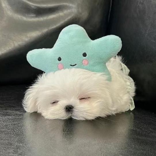 HuiYu 小妤