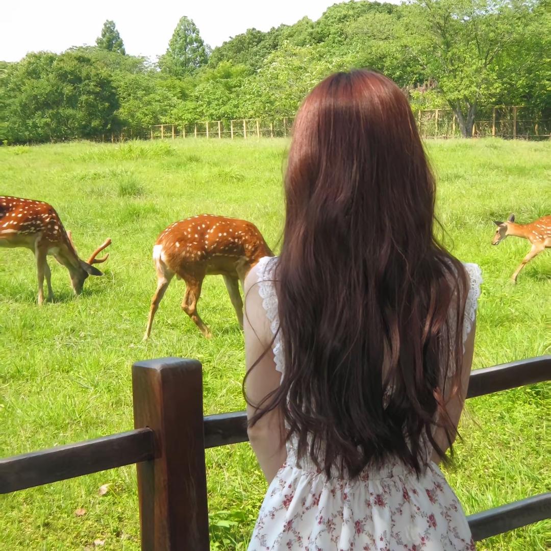 鹿🦌……