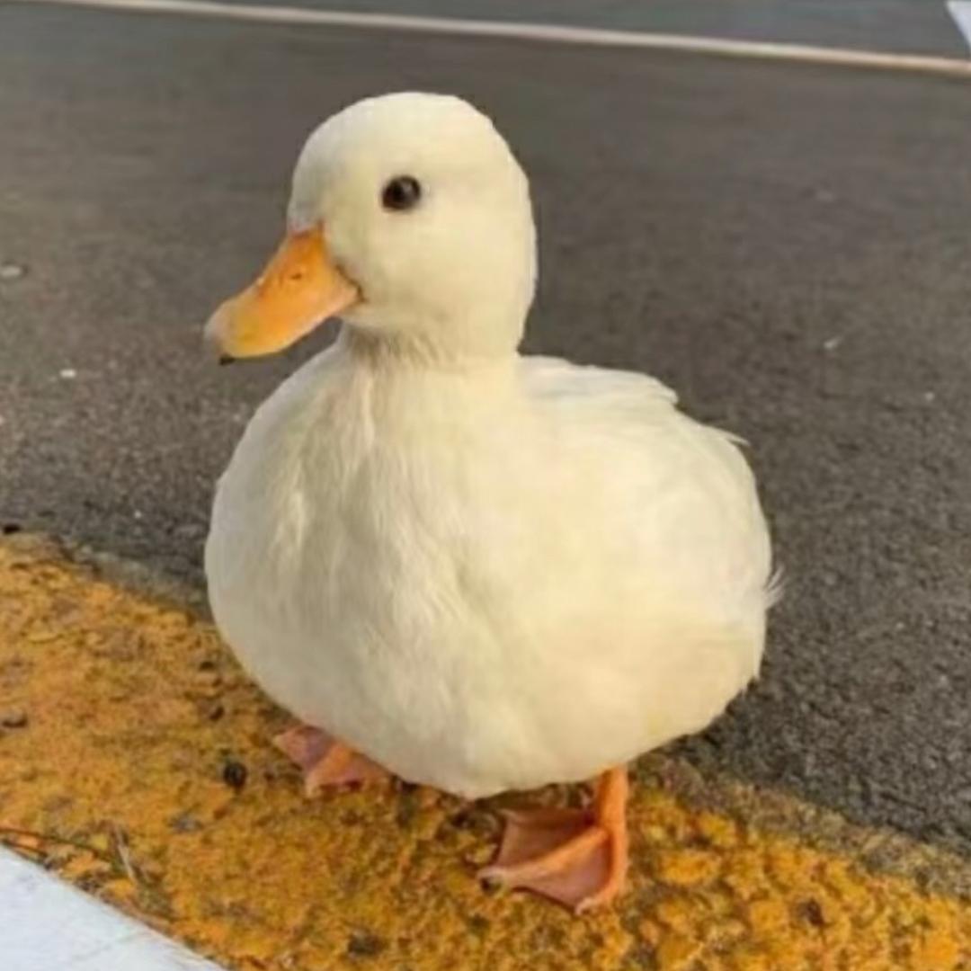 寂寞的🦆-