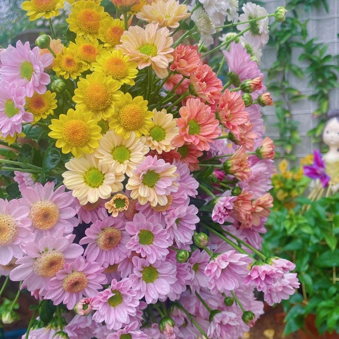 盈盈种花人