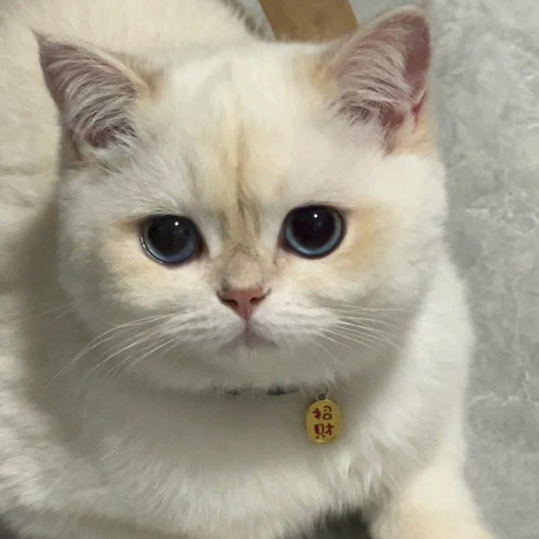 臭屁小眯（筑梦宠物定制）