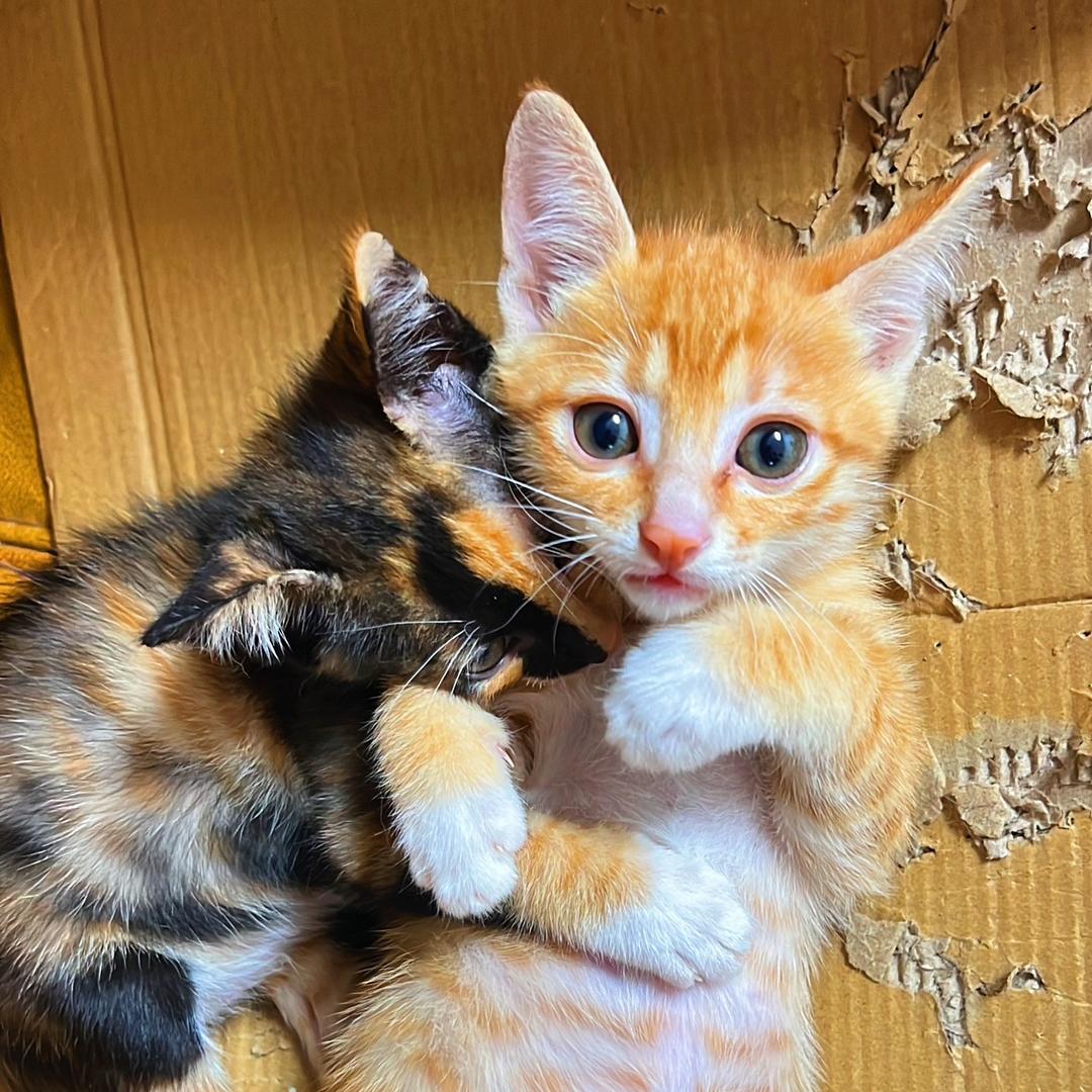 Amanda好多猫
