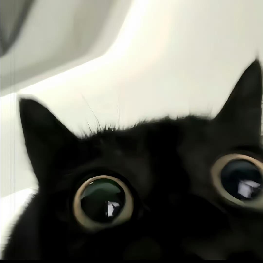 🐈‍⬛黑猫警长