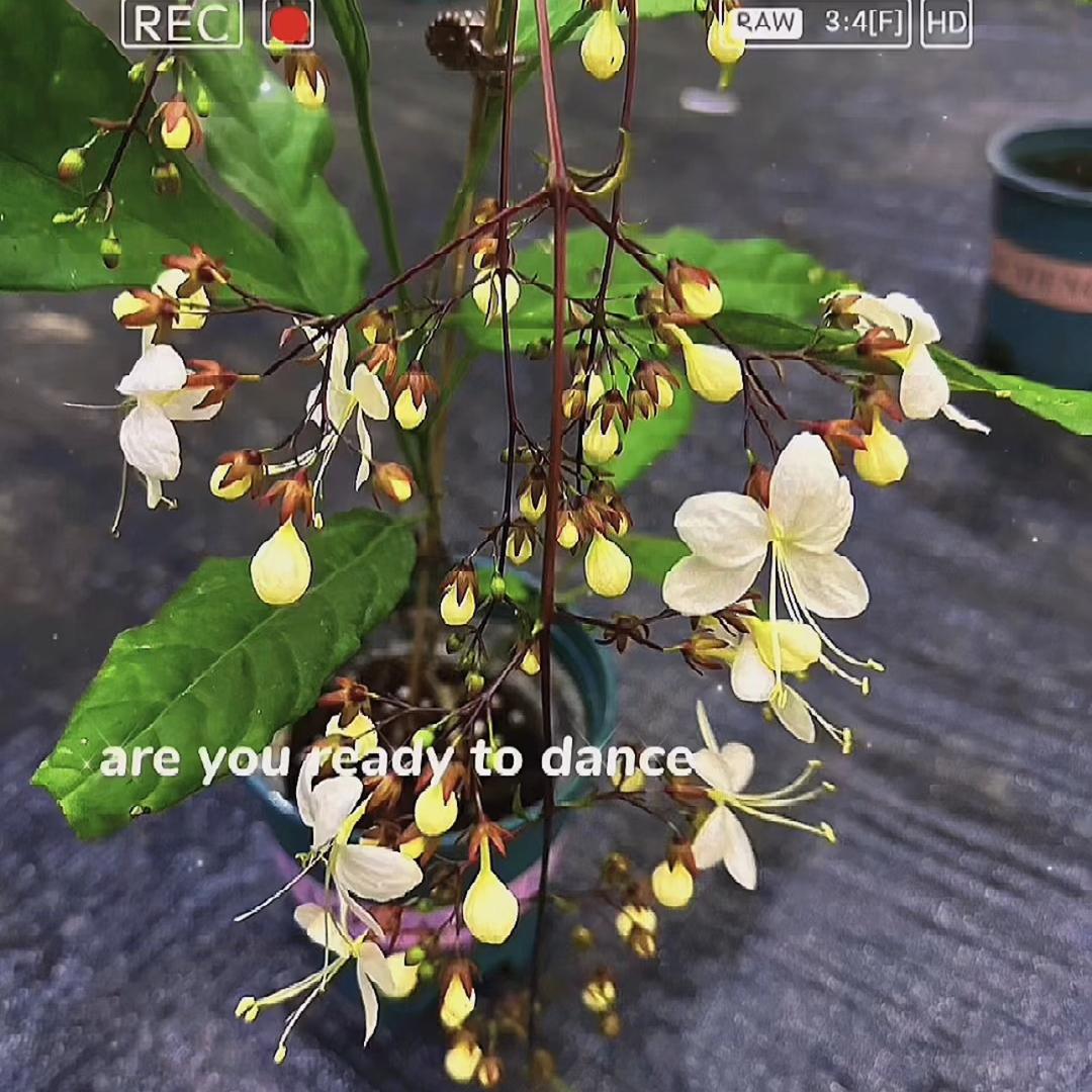 望春轩花卉