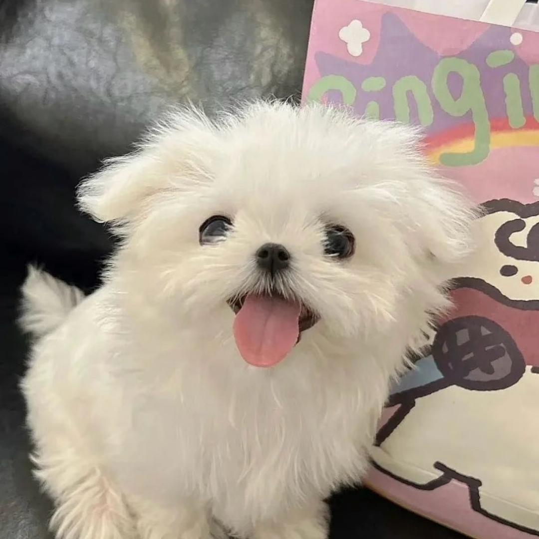 PP小狗