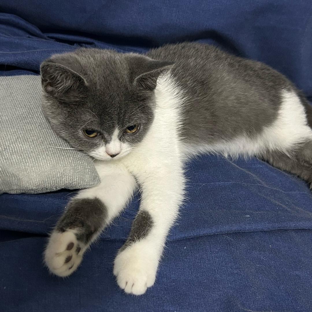 妈咪的毛孩子们