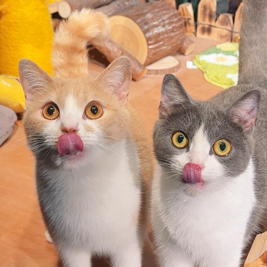 阿伴的猫屋
