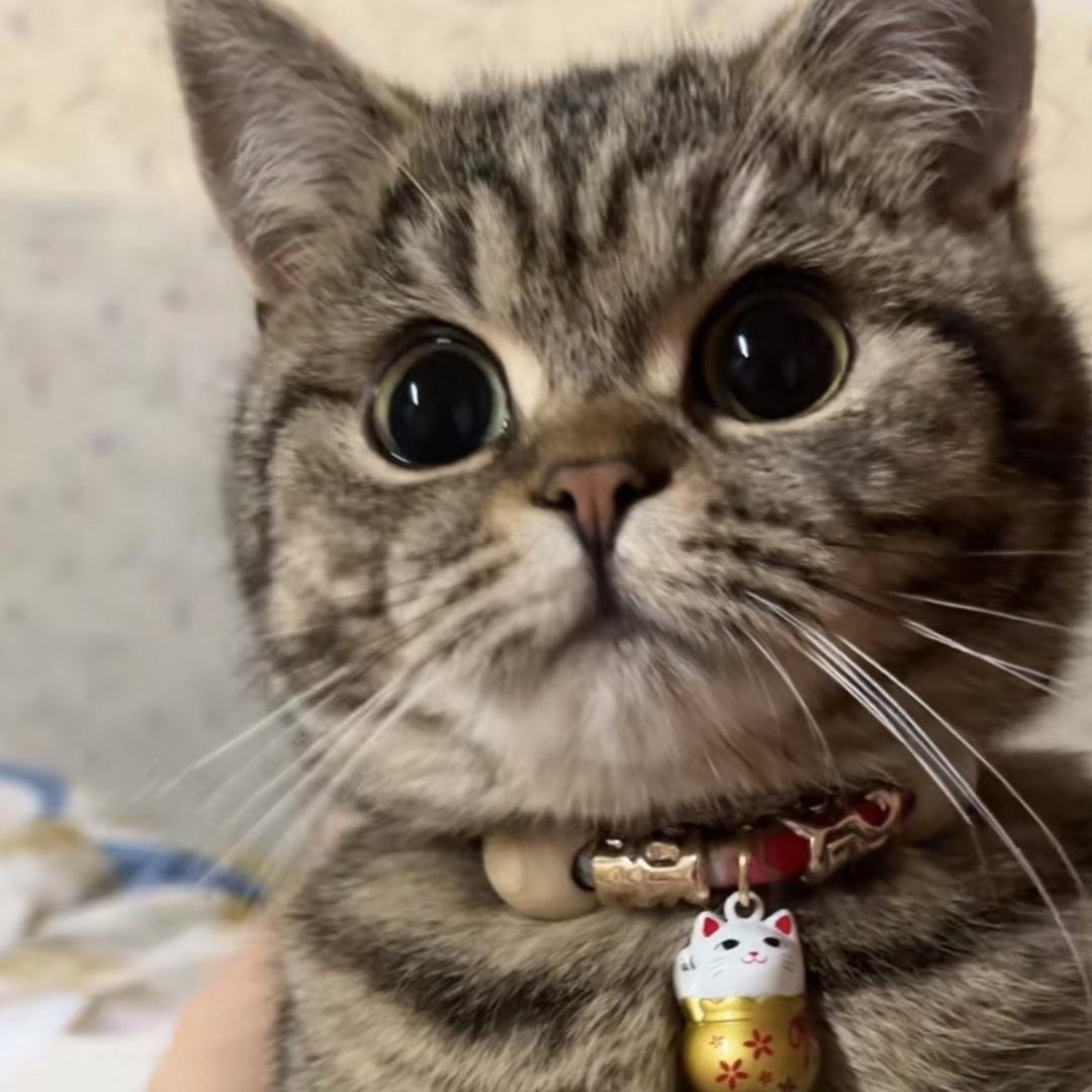 谭妮妮🐱