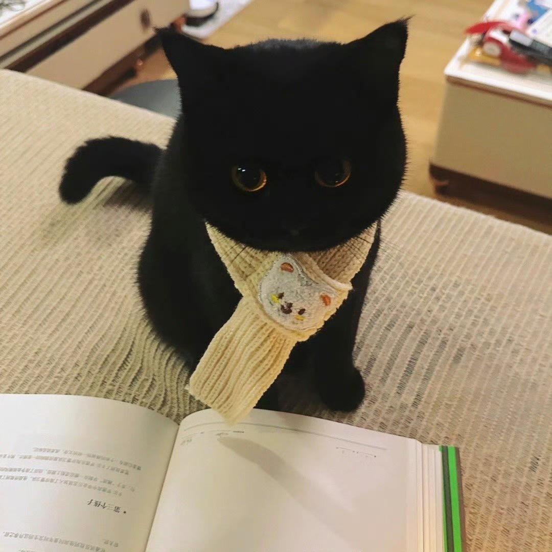 全世界第一爱猫猫教